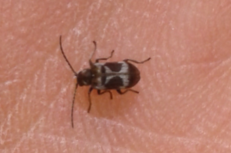 Anobiidae : Ptinomorphus regalis? S.